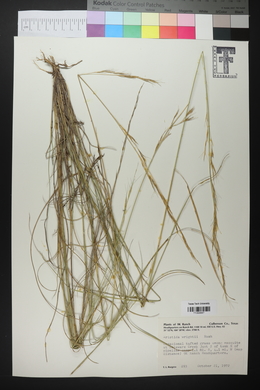 Aristida purpurea var. wrightii image