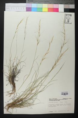 Aristida purpurea var. nealleyi image