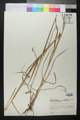 Bothriochloa barbinodis image