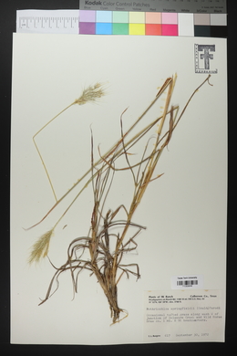 Bothriochloa springfieldii image