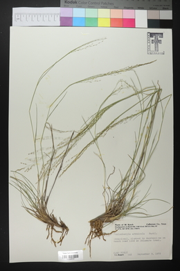 Muhlenbergia arenicola image