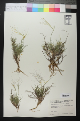 Muhlenbergia arenacea image