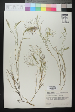 Muhlenbergia porteri image