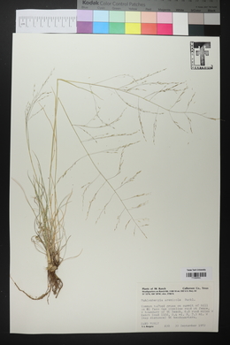 Muhlenbergia arenicola image