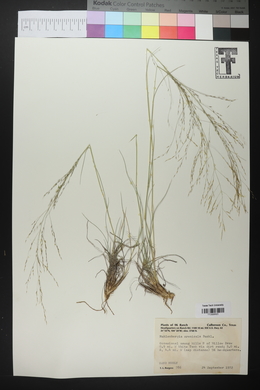 Muhlenbergia arenicola image