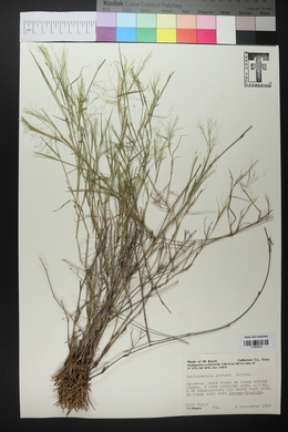 Muhlenbergia porteri image