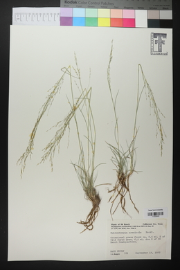 Muhlenbergia arenicola image