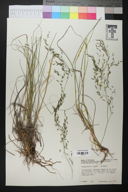 Eragrostis erosa image