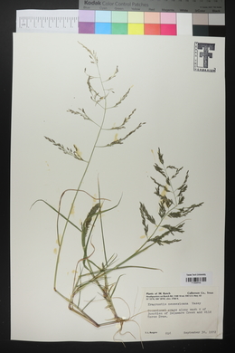 Eragrostis mexicana image