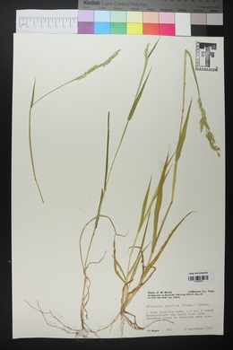 Eriochloa acuminata image