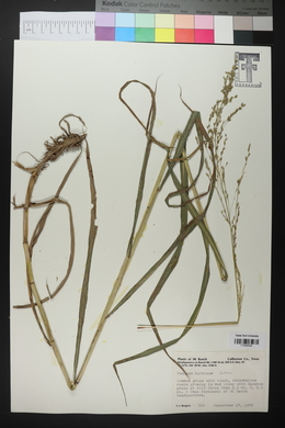 Zuloagaea bulbosa image