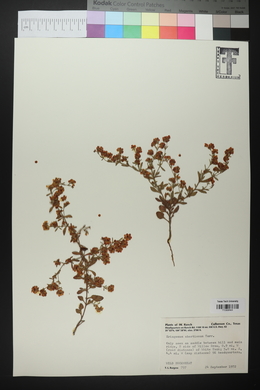 Eriogonum abertianum image