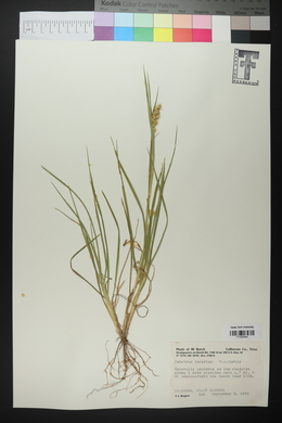 Cenchrus spinifex image