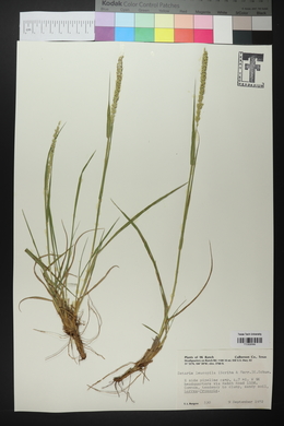 Setaria leucopila image