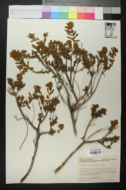 Buddleja scordioides image