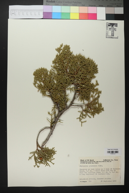 Juniperus pinchotii image