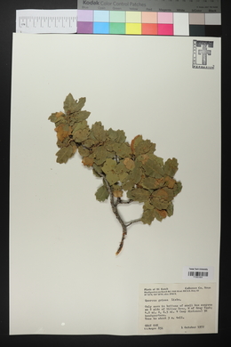 Quercus grisea image