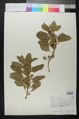 Asclepias oenotheroides image