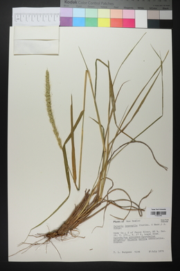 Setaria leucopila image