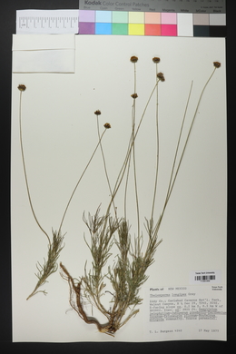 Thelesperma longipes image