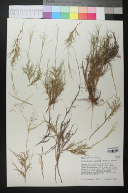 Muhlenbergia arenacea image