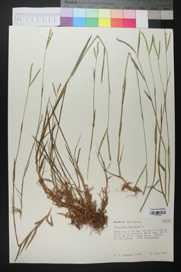 Paspalum distichum image