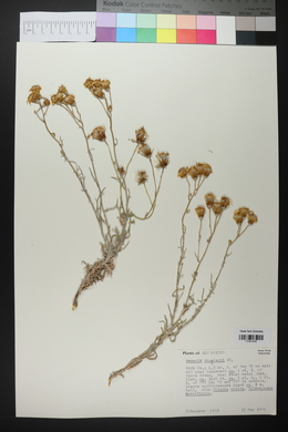 Senecio flaccidus image