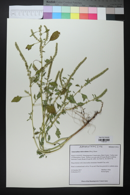 Amaranthus tuberculatus image