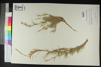 Muhlenbergia repens image