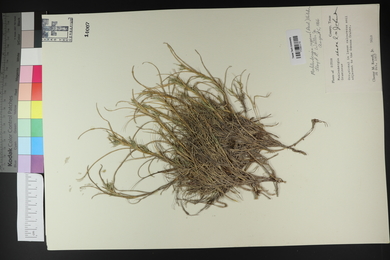 Muhlenbergia repens image