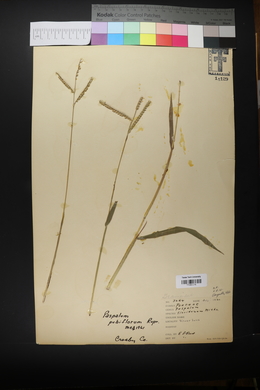 Paspalum pubiflorum image