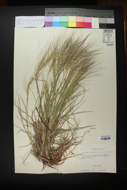 Elymus elymoides subsp. elymoides image