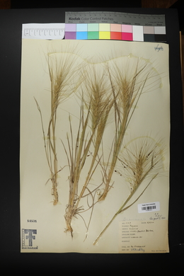 Elymus elymoides subsp. elymoides image