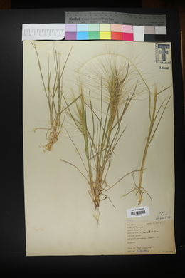 Elymus elymoides subsp. elymoides image