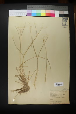 Elymus elymoides subsp. elymoides image