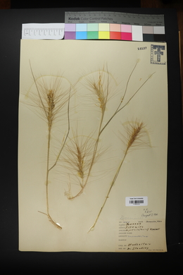 Elymus elymoides subsp. elymoides image