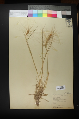 Elymus elymoides subsp. elymoides image