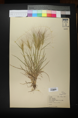 Elymus elymoides subsp. elymoides image