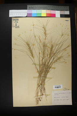 Elymus elymoides subsp. elymoides image