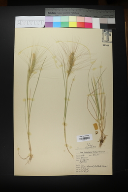 Elymus elymoides subsp. elymoides image