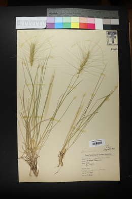 Elymus elymoides subsp. elymoides image