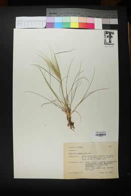 Elymus elymoides subsp. brevifolius image