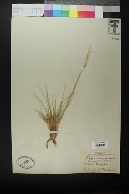 Hesperostipa neomexicana image