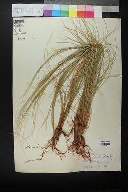 Hesperostipa neomexicana image