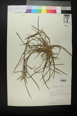 Echinochloa colona image