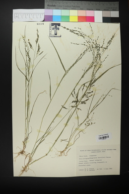 Eragrostis barrelieri image