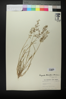 Eragrostis barrelieri image