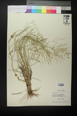 Eragrostis curtipedicellata image