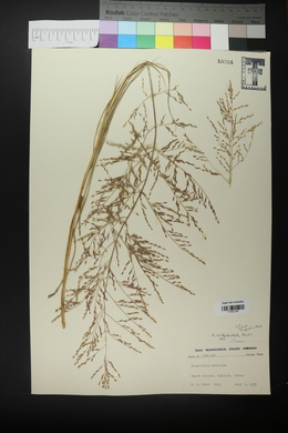 Eragrostis curtipedicellata image