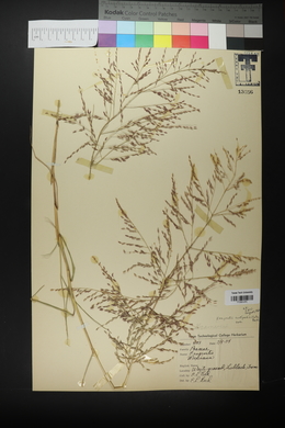 Eragrostis curtipedicellata image